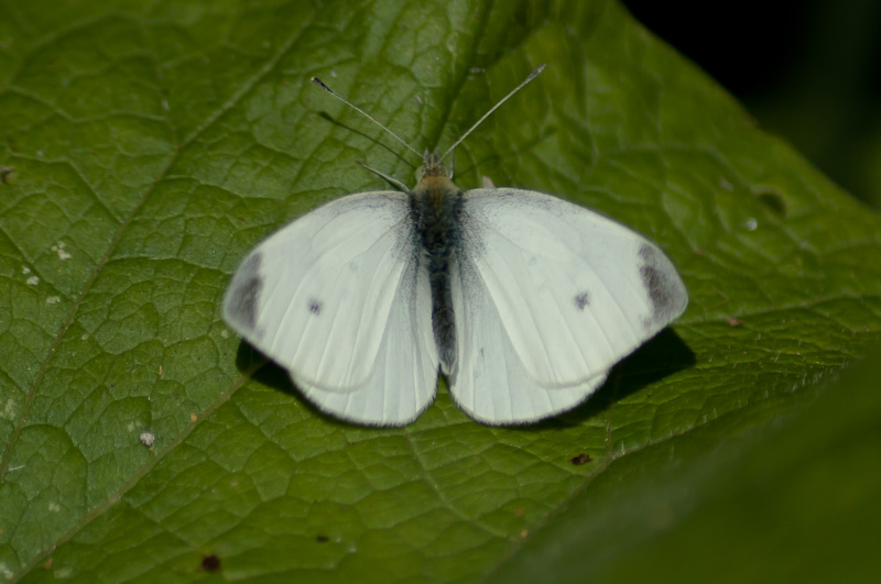 Small White - Male