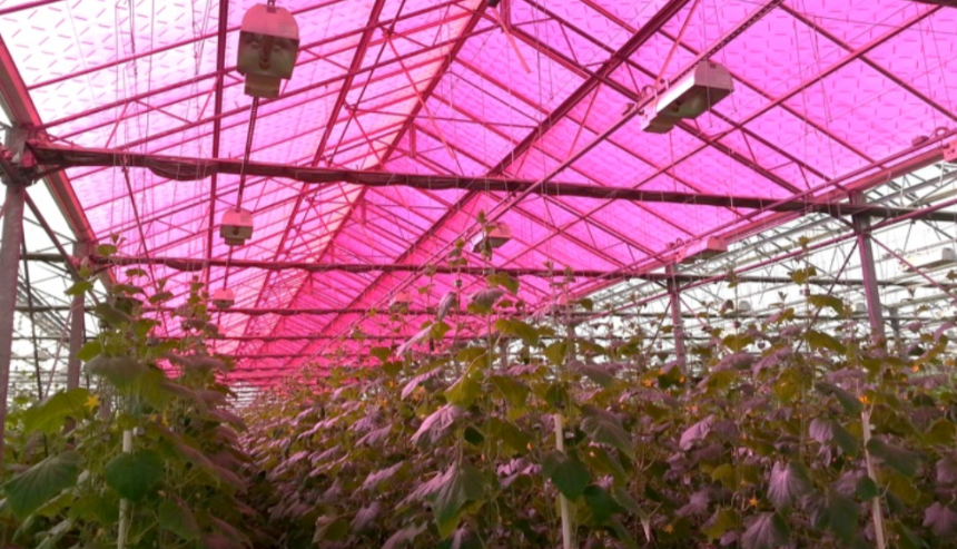 Solar Panels in Heliene's greenhouse