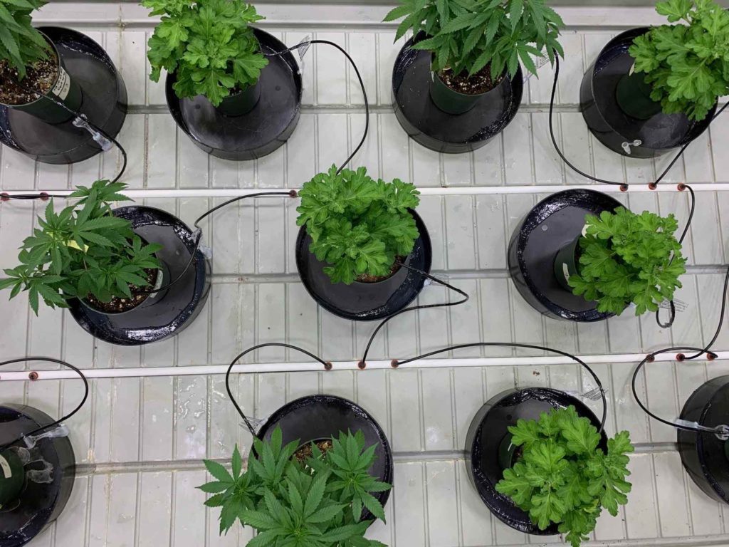 An AETIC course-based trial was conducted on Cannabis sativa plants