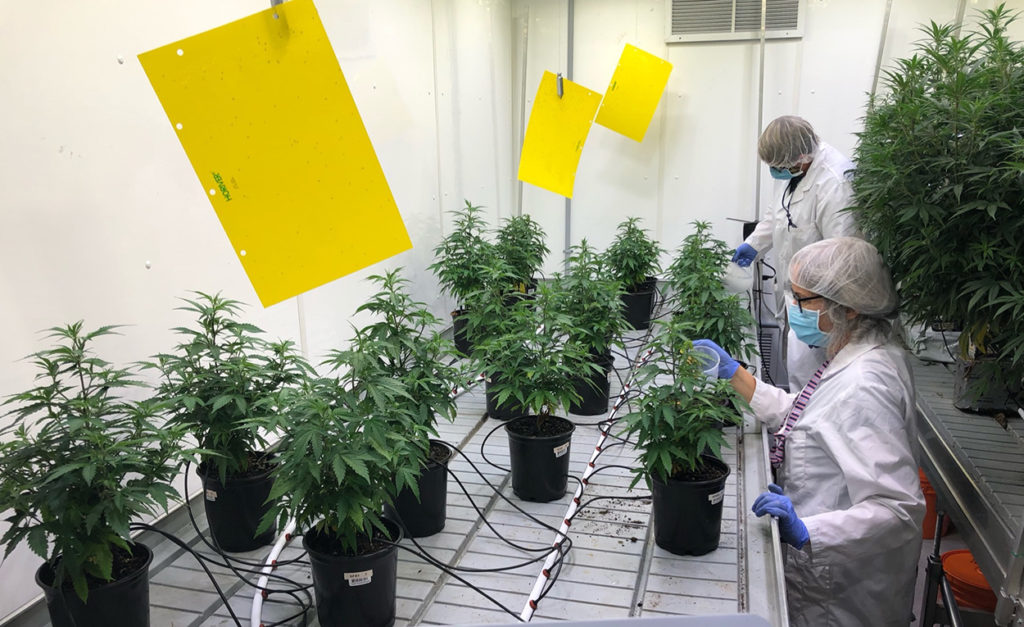 Phase 1 BioWorks trials:NC’s Commercial Cannabis Production Program