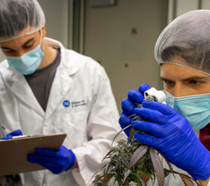 Two student researchers in the cannabis research bunker, one is looking at cannabis through a magnifying glass and the other is writing down notes