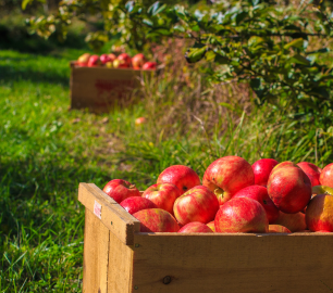 barrels of picked apples in an orchard