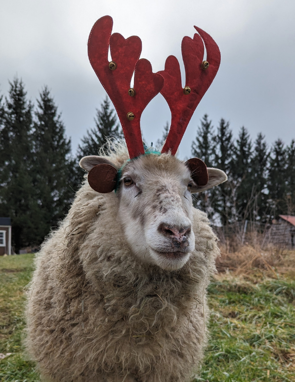 A sheep at EcoWool, in the holiday spirit