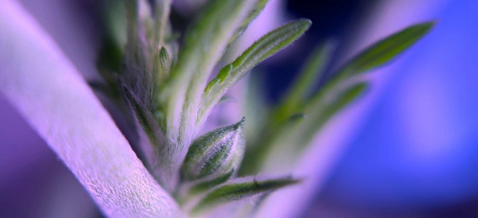 http://Cannabis%20plant%20bud%20close-up