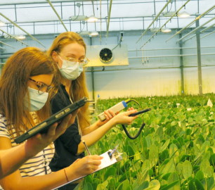 HESIC researchers measuring date in a greenhouse