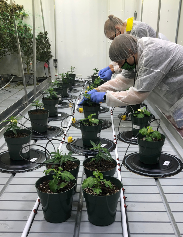 Niagara College researchers conducting cannabis trials