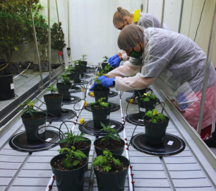 Niagara College researchers conducting cannabis trials