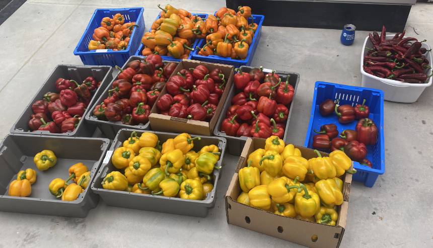 Bell peppers (red, orange and yellow) picked and ready to be eaten.