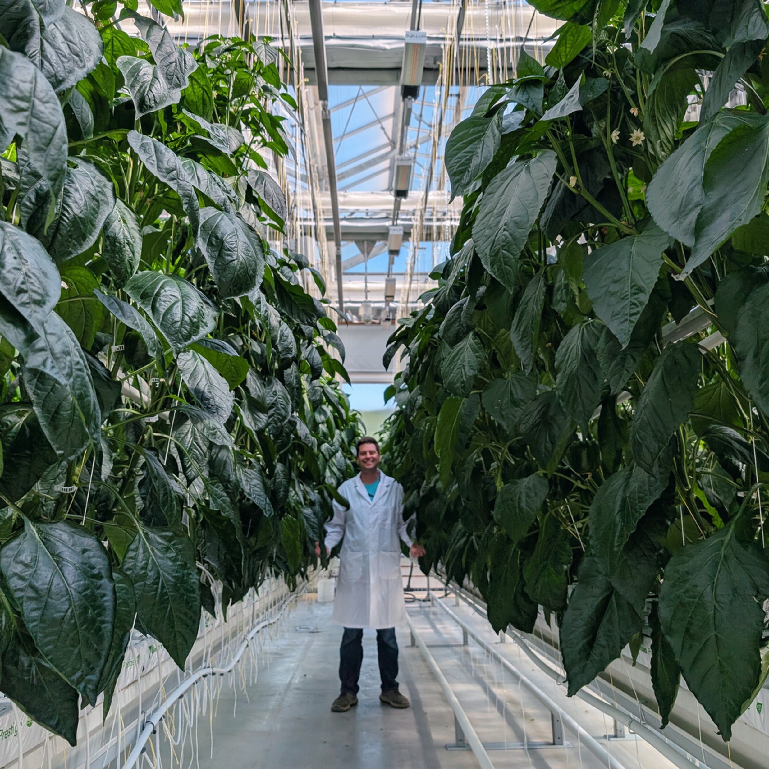 HESIC Associate Director Scott Golem stands in the vertical grow room inside the new HESIC Greenhouse.
